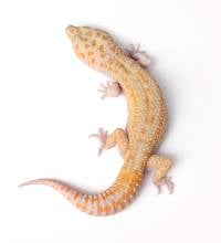 Adult RAPTOR Leopard Gecko - Eublepharis macularius (Captive Bred)