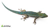 Réunion Island Day Gecko - Phelsuma borbonica (Captive Bred)