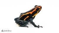 Ranitomeya amazonica 'Red' - Amazonian Poison Dart Frog | EU Line (Captive Bred)