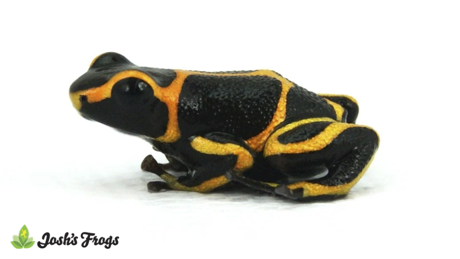 Ranitomeya imitator 'Banded' - Mimic Poison Dart Frog | EU Line (Captive Bred)