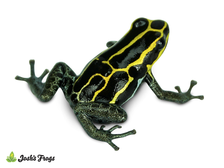 Ranitomeya variabilis 'French Guiana Yellow' - Amazonian Poison Dart Frog | EU Line (Captive Bred)