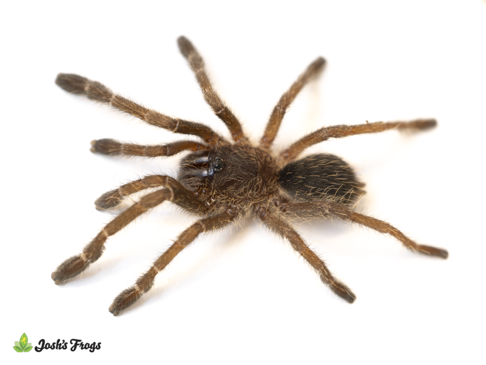 Ranong Blue Earth Tiger Tarantula - Ornithoctonus sp. 'Ranong Blue' | 1/2 inch (Captive Bred)