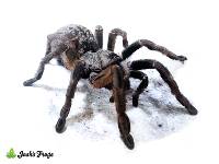 Rear Horned Baboon Tarantula - Ceratogyrus darlingi | 1 inch (Captive Bred)