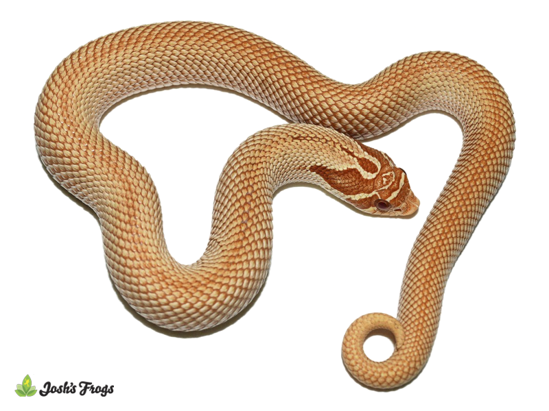 Red Albino Super Anaconda Hognose Snake - Heterodon nasicus | FEMALE (Captive Bred)