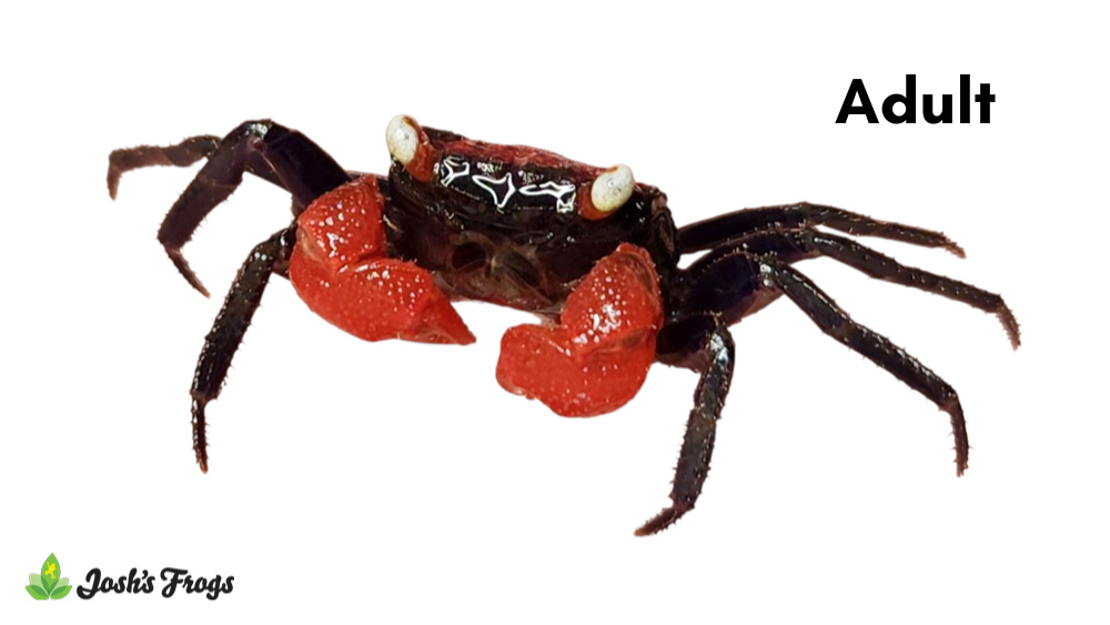 Red Devil Vampire Crab - Geosesarma hagen (Captive Bred)
