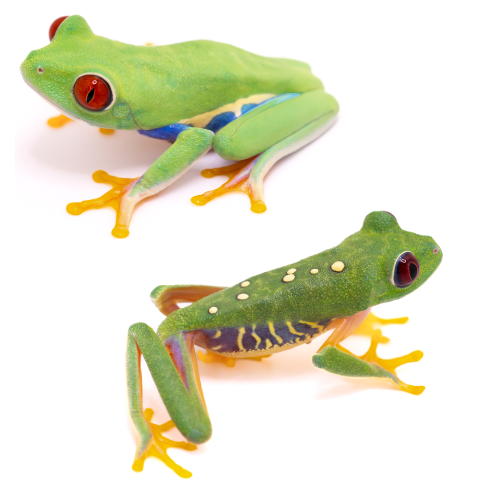 Red-Eyed Tree Frogs
