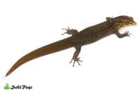 Reef Gecko - Sphaerodactylus notatus | Unsexed (Captive Bred)