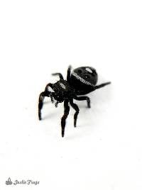 Gray and White Regal Jumping Spider - Phidippus regius | 1/8 inch (Captive Bred)