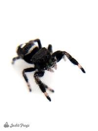 Regal Jumping Spider - Phidippus regius | 1/3 inch (Captive bred)