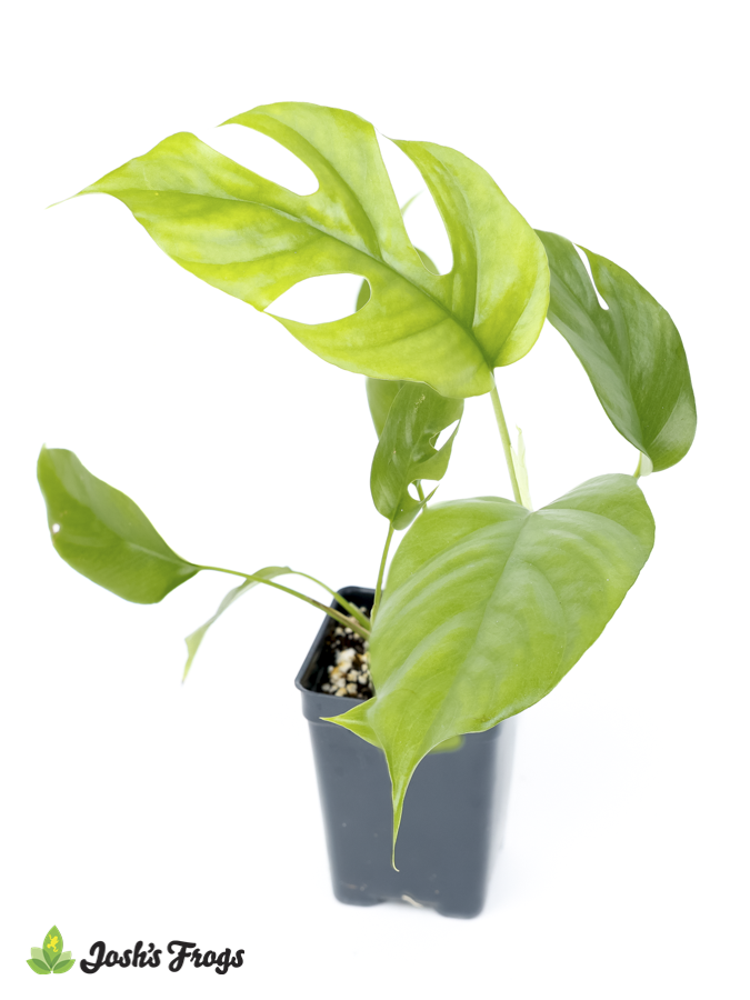 Rhaphidophora tetrasperma 'Mini Monstera'