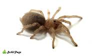 Rio Grande Gold Tarantula - Aphonopelma moderatum | 1/2 inch (Captive Bred)