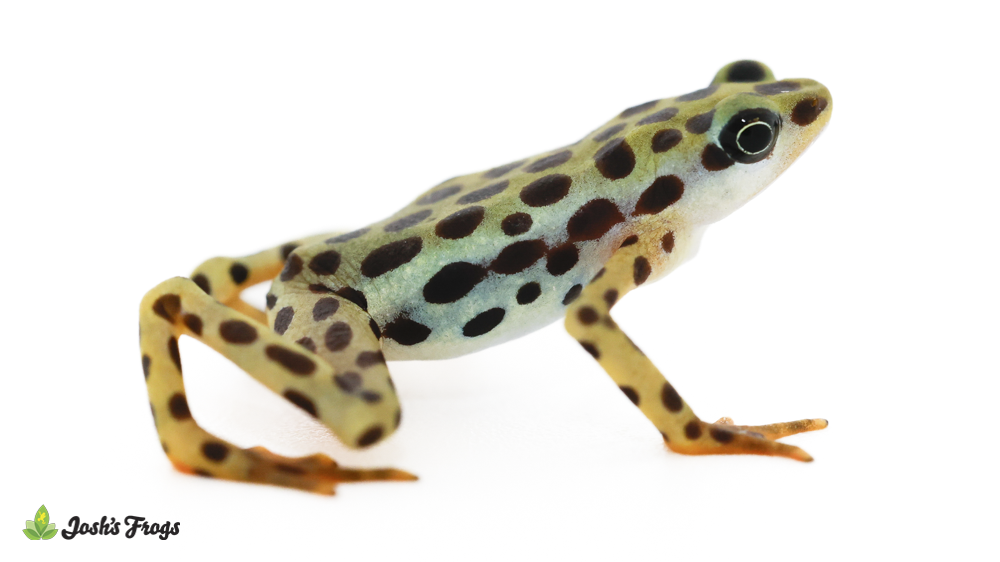 Rio Pescado Stubfoot Toad - Atelopus balios (Captive Bred)