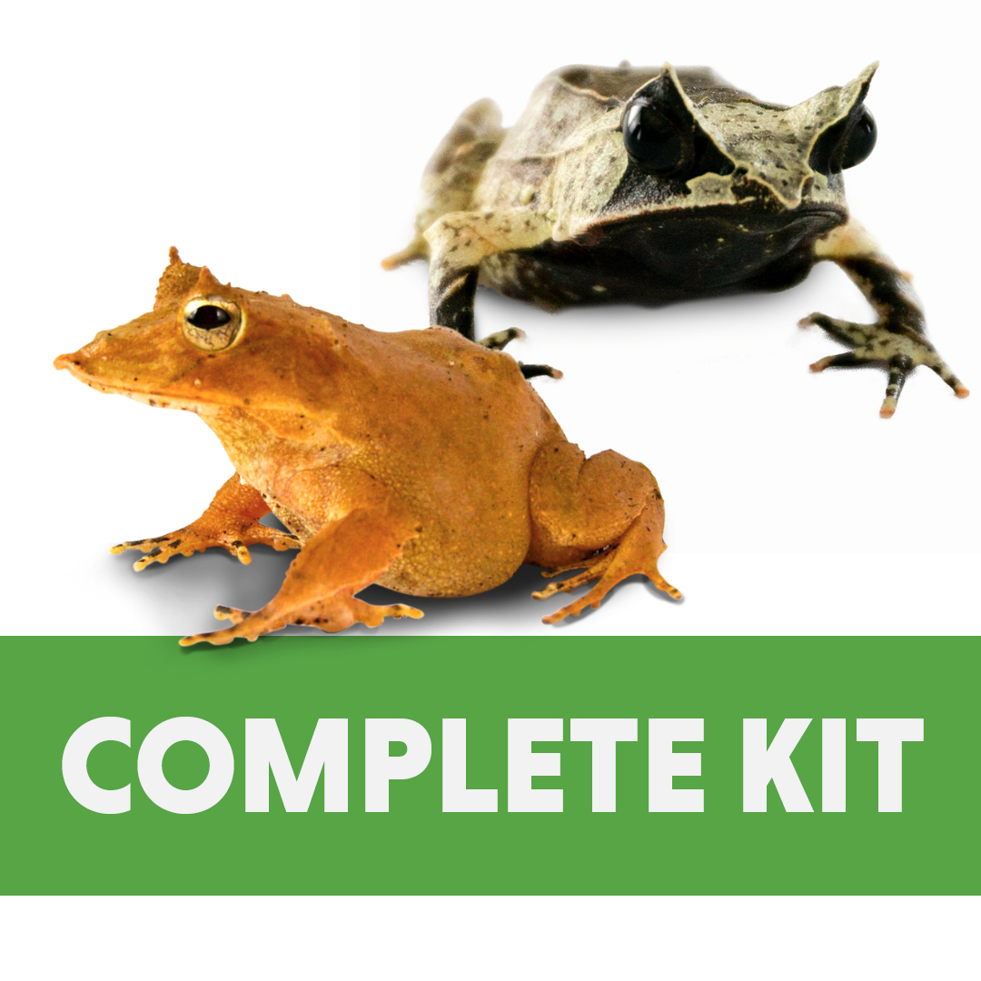 Solomon Island Leaf Frog/Malaysian Horned Frog Complete Habitat Kit (24x18x18)