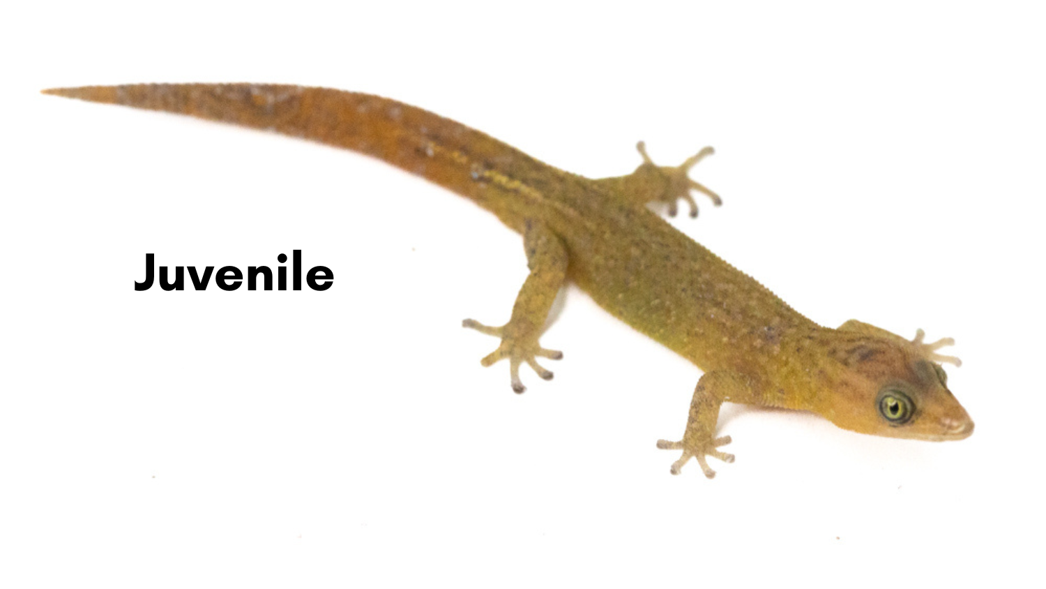 Saba Least Gecko - Sphaerodactylus sabanus | Unsexed (Captive Bred)