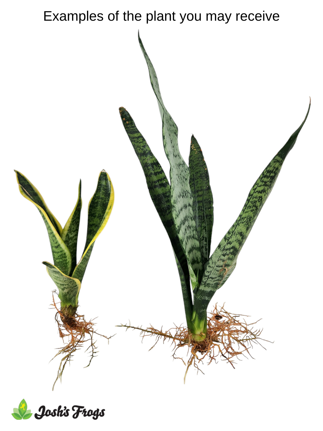 Sansevieria spp. 'Snake Plant' - Grower's Choice (Bare Root)