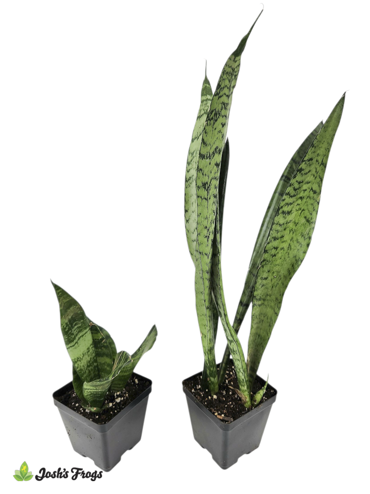 Sansevieria spp. 'Snake Plant' - Grower's Choice (4 inch pot)