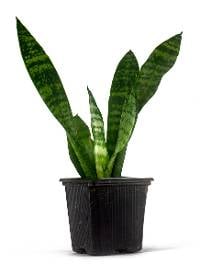 Sansevieria spp. 'Snake Plant' - Grower's Choice
