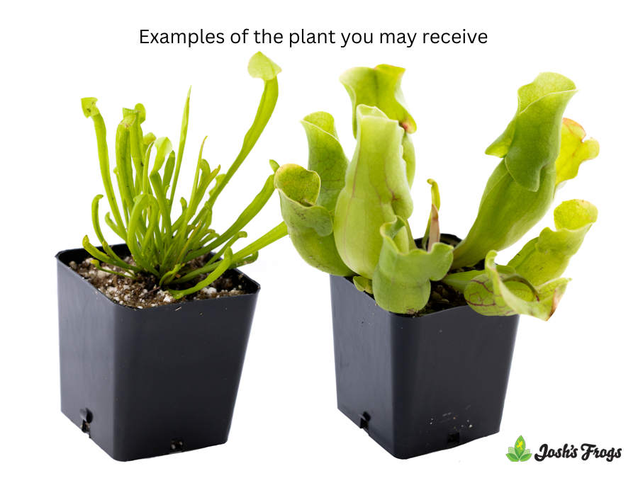 Sarracenia spp. | Pitcher Plant - Grower's Choice
