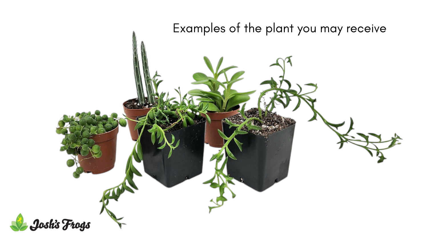  Senecio spp. - Grower's Choice
