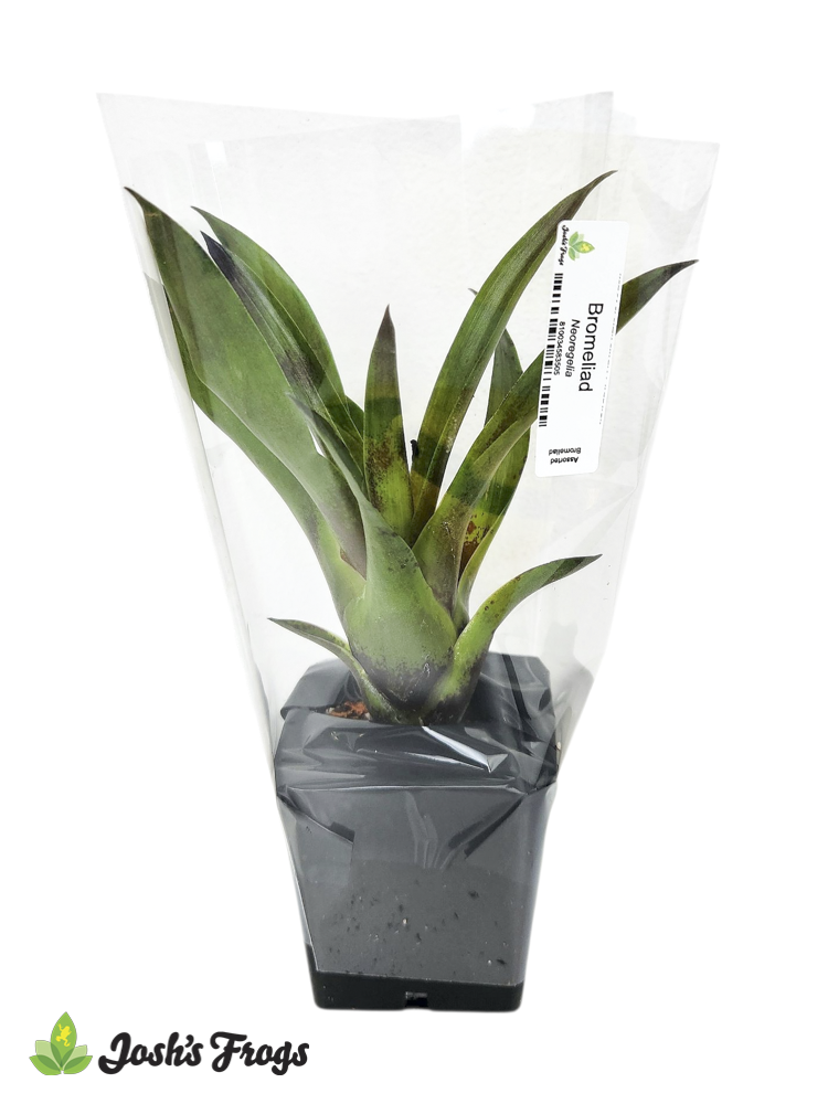 Shelf-Ready Assorted Bromeliad