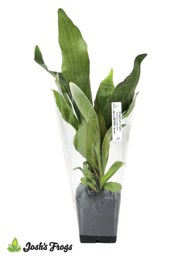 Shelf-Ready Assorted Fern