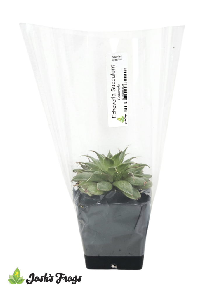 Shelf-Ready Assorted Succulent