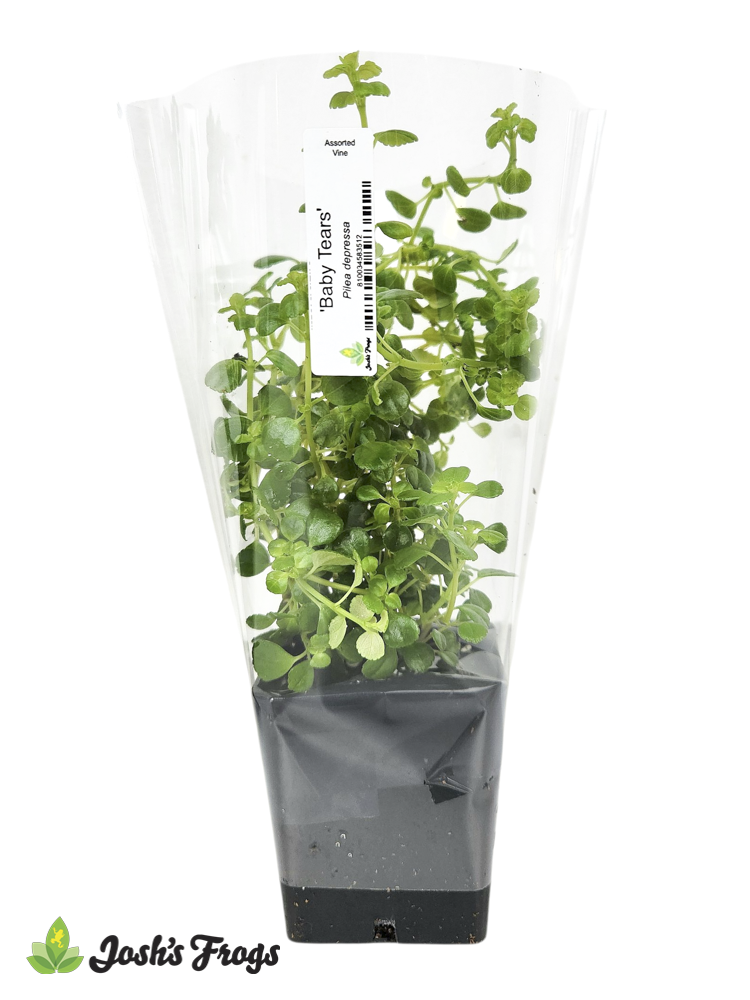 Shelf-Ready Assorted Vine