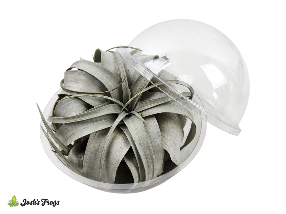Shelf-Ready Tillandsia xerographica Air Plant (LARGE)
