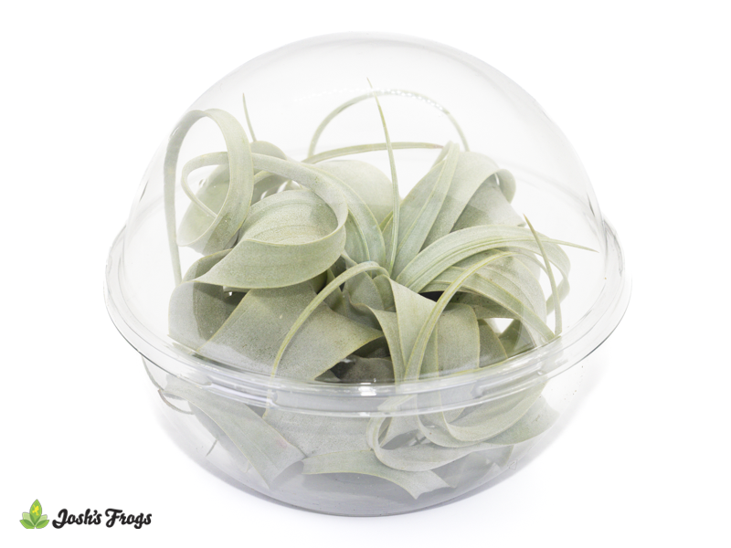 Shelf-Ready Tillandsia xerographica Air Plant (SMALL)