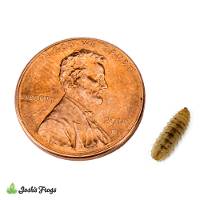 Black Soldier Fly Larvae (Small)