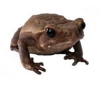 WHOLESALE Smooth-Sided Toad - Bufo guttatus (Captive Bred)