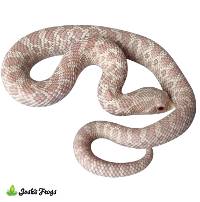 Snow Hognose Snake - Heterodon nasicus (Captive Bred)