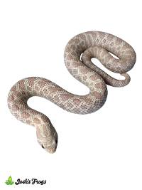 Snow Hognose Snake - Heterodon nasicus | MALE (Captive Bred)