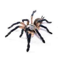 Socotra Island Blue Baboon Tarantula - Monocentropus balfouri | 1/2 inch (Captive bred)