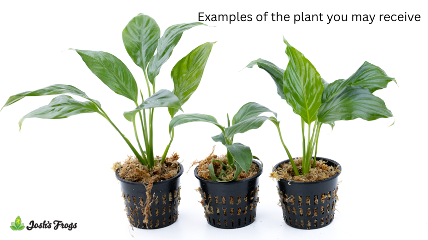 Spathiphyllum spp. - Grower's Choice (Net Pot)