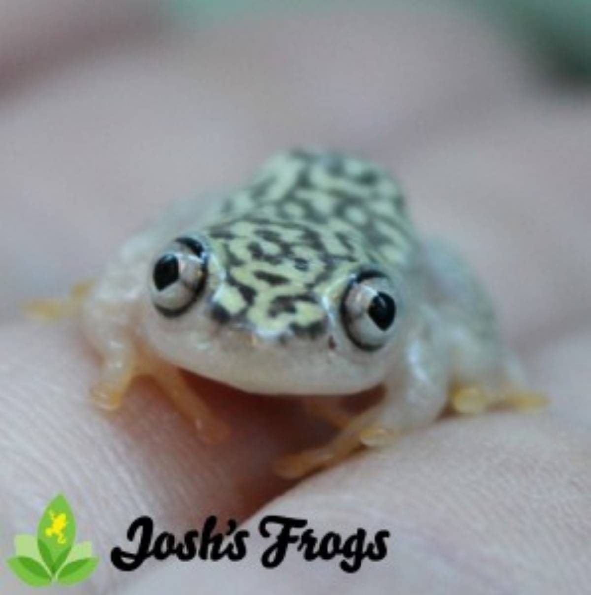Starry Night Reed Frog Josh's Frogs