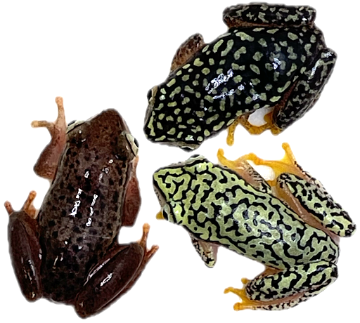 Starry Night Reed Frogs - Heterixalus alboguttatus (Individually Pictured)