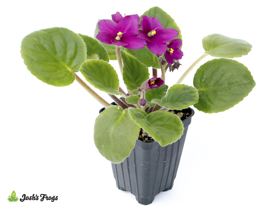 Streptocarpus ionanthus | African Violet - Grower's Choice