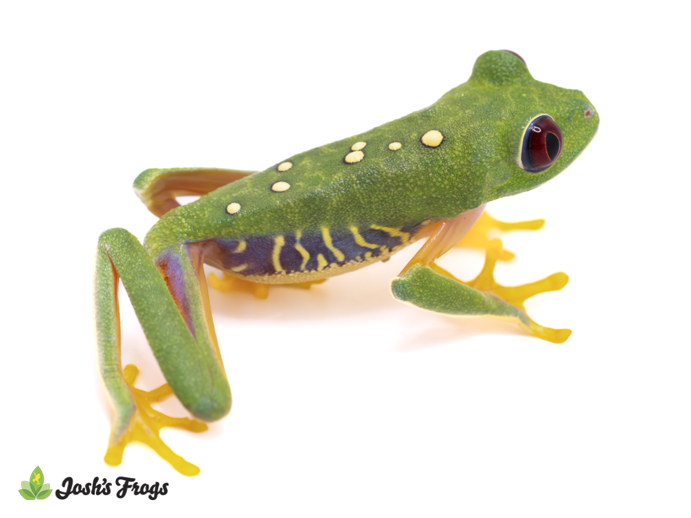 Subadult Panamanian Red-Eyed Tree Frog - Agalychnis callidryas (Captive Bred)