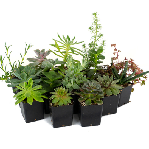 Succulents