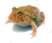 Sunburst Pac-Man Frog - Ceratophrys cranwelli (Captive Bred)