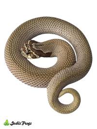Super Anaconda Hognose Snake - Heterodon nasicus (Captive Bred)