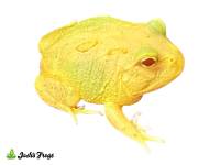 Super Pikachu Pac-Man Frog - Ceratophrys cranwelli (Captive Bred)