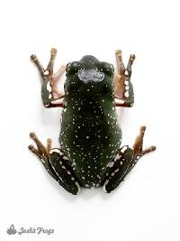Super Snowflake White's Tree Frog - Litoria caerulea (Captive Bred)
