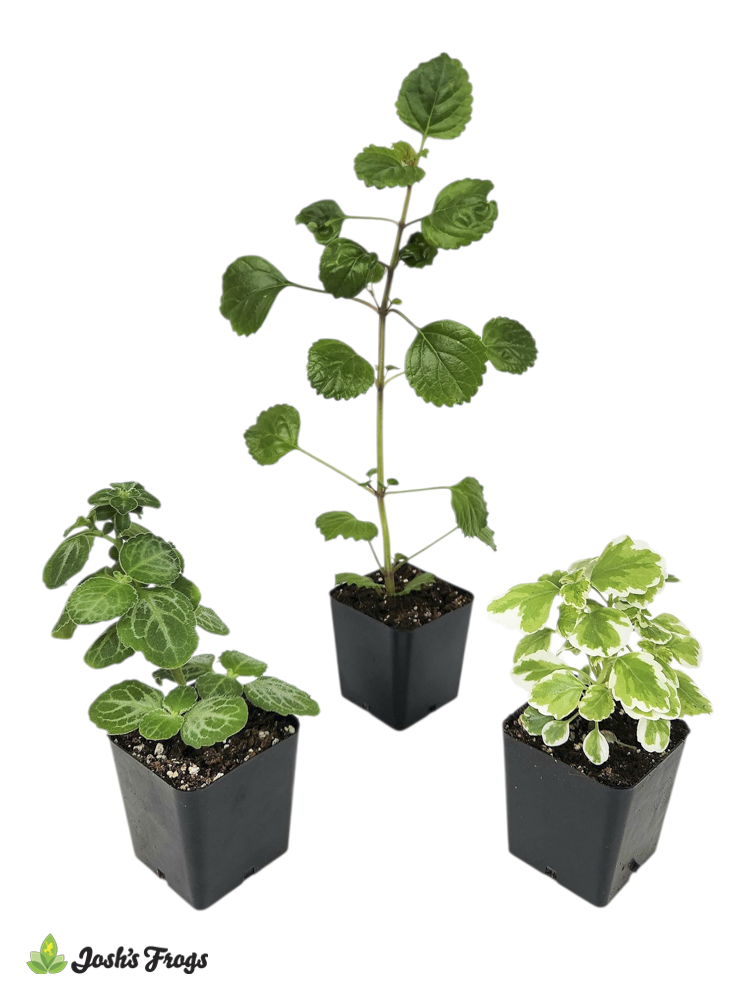 Swedish Ivy Plant Bundle (3 pack)
