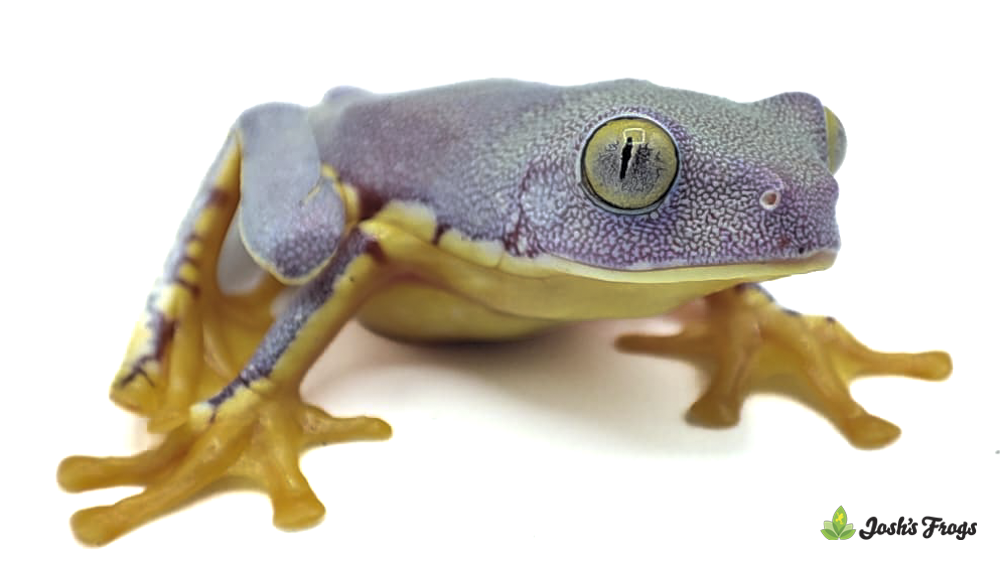 Sylvia's Fringed Leaf Frog - Cruziohyla sylviae (Captive Bred)