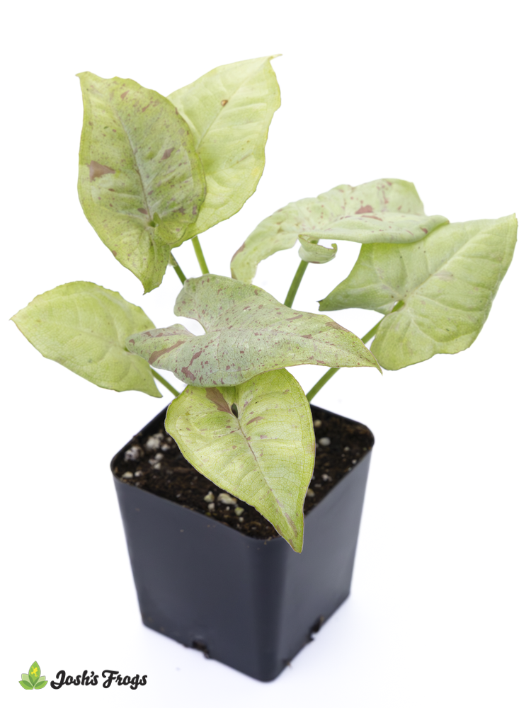 Syngonium podophyllum 'Milk Confetti'