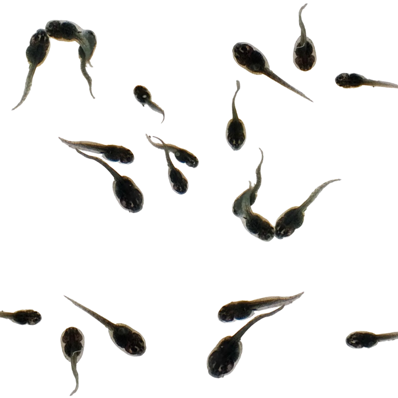 Tadpoles