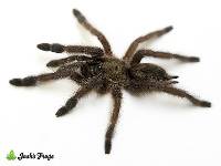 Caribbean Diamond Tree Tarantula - Tapinauchenius rasti | 1 inch (Captive Bred)