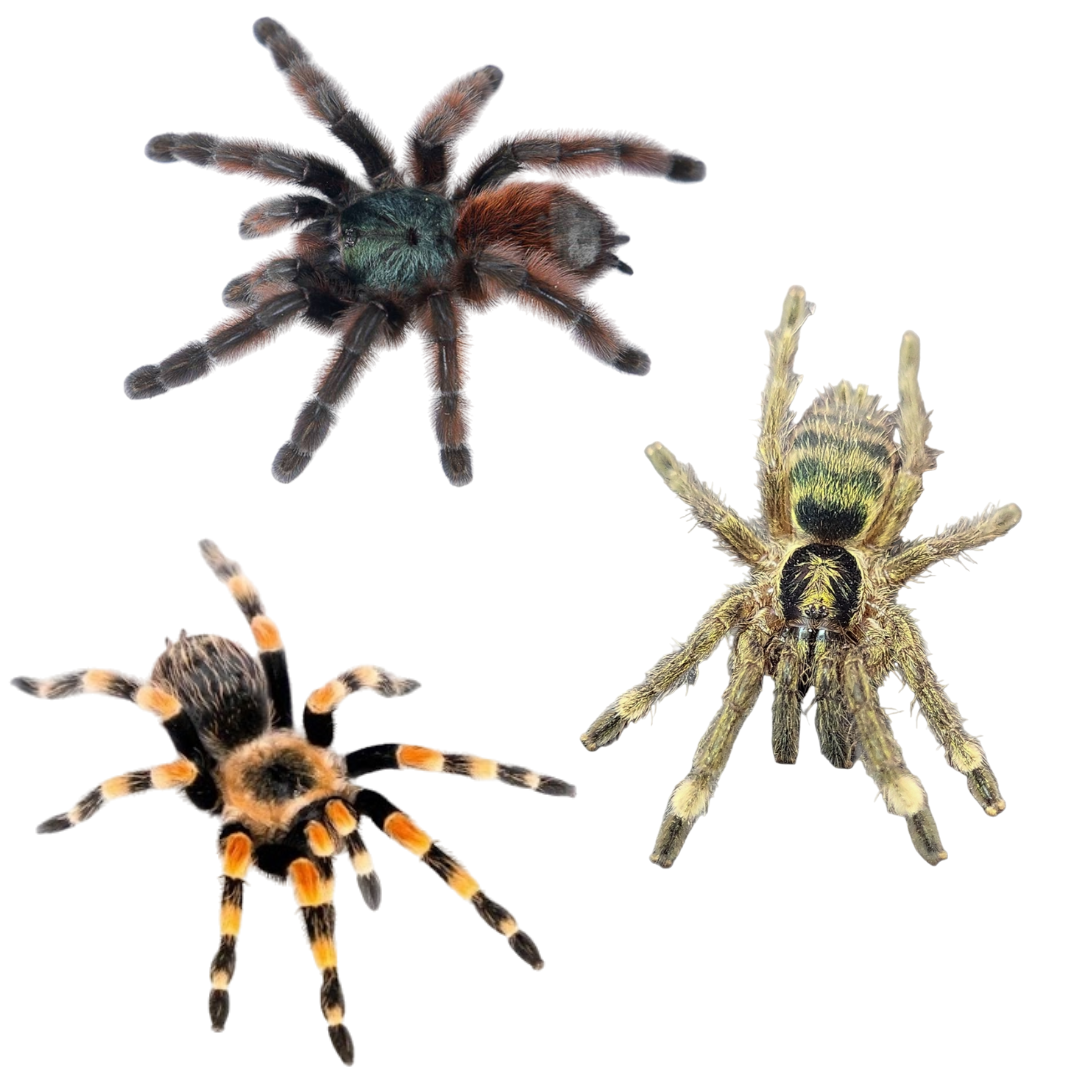 Tarantulas 